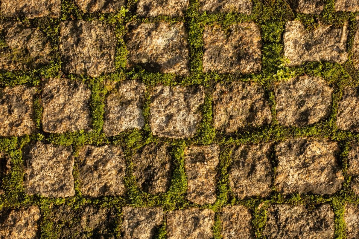 Stone pathway with planting between the slabs